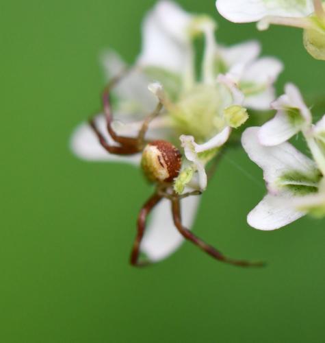 Ebrechtella tricuspidata